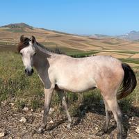 Puledra araba di 2 anni