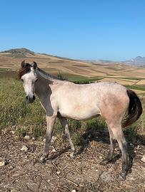 Puledra araba di 2 anni