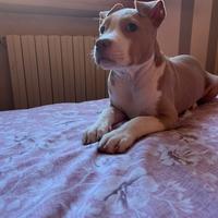 Amstaff terrier 5 mesi femmina