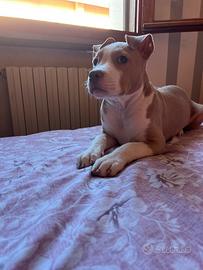 Amstaff terrier 5 mesi femmina