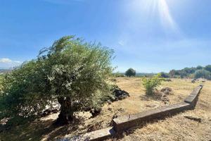 Rif.GL379| terreno agricolo belpasso