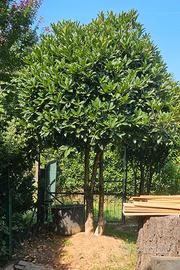 Albero di Osmanto alto circa 3 metri