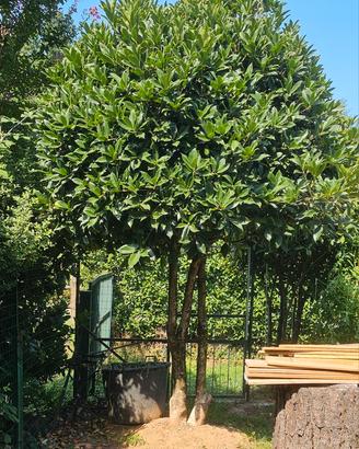 Albero di Osmanto alto circa 3 metri