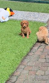 Barboncino nano & toy maschi &femmine