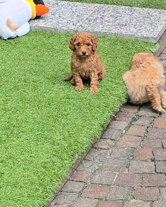 Barboncino nano & toy maschi &femmine