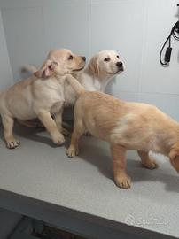 Labrador retriever cuccioli