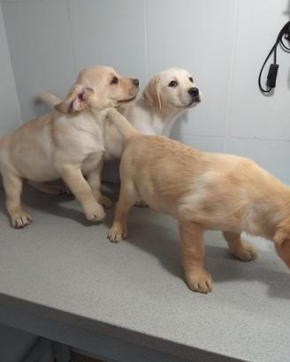 Labrador retriever cuccioli