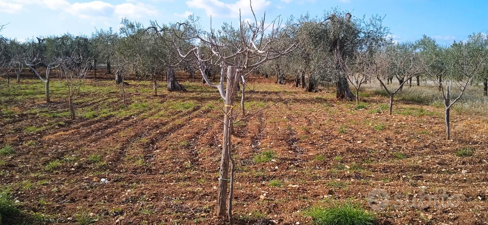 Terreno agricolo con impianto idrico - Vista 5