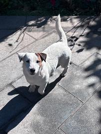 Jack russel maschio pedigree