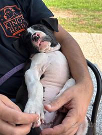 Cuccioli American Staffordshire Terrier