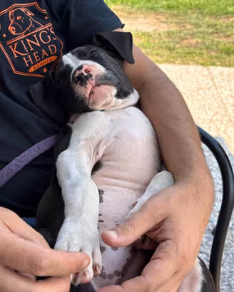 Cuccioli American Staffordshire Terrier