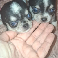 Ceduto Chihuahua mini puri e sani femmine maschi