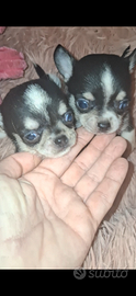 Ceduto Chihuahua mini puri e sani femmine maschi