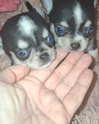 Ceduto Chihuahua mini puri e sani femmine maschi