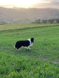 Cuccioli Border collie blu merlé
