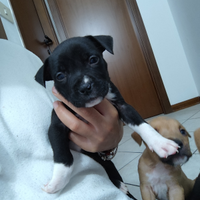 Cuccioli disponibili di Amstaff e Pitbull