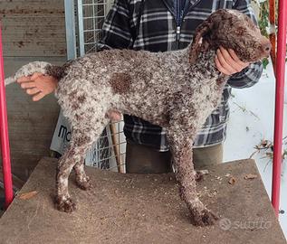 Lagotto Romagnolo con pedigree