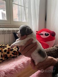 Chihuahua maschietto