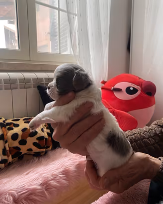 Chihuahua maschietto