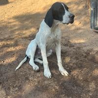 Cane pointer inglese