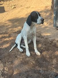 Cane pointer inglese