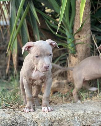 American pitbull terrier