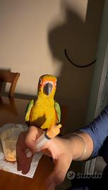 Conuro del sole allevato al mano coppie