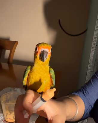 Conuro del sole allevato al mano coppie