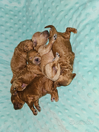 Cuccioli di barboncino nano
