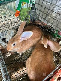 Coniglio