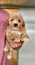 Maltipoo