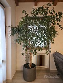 ficus benjamin beniamino h 230
