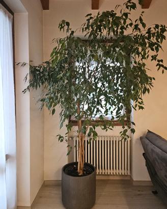 ficus benjamin beniamino h 230
