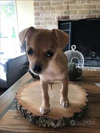 Chihuahua e volpino Pomerania