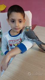 Calopsite allevati a mano