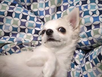 Chihuahua