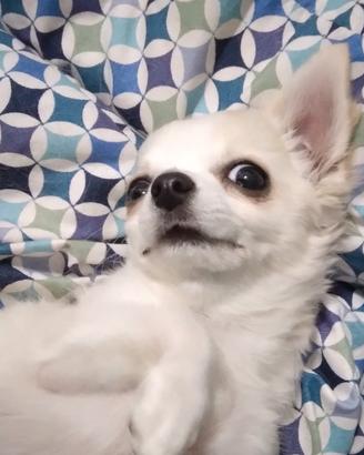 Chihuahua