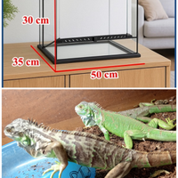 Iguana Verde+Terrario 50x35x30+ Lampada Rettili