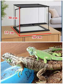 Iguana Verde+Terrario 50x35x30+ Lampada Rettili