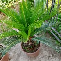 Pianta cycas