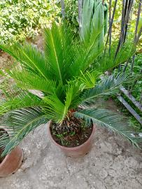 Pianta cycas