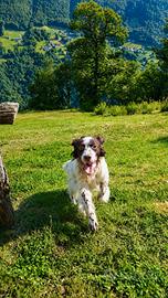 Setter inglese