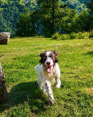Setter inglese