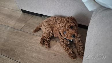 Cucciolo barboncino toy