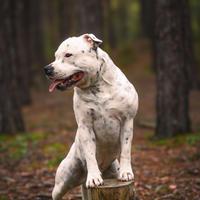 Staffordshire bull terrier