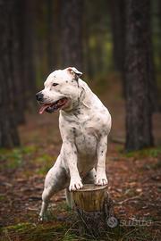 Staffordshire bull terrier