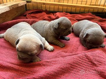 Bulldog francese blu