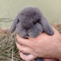 Conigli coniglietti nani Testa Leone e Ariete