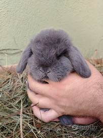 Conigli coniglietti nani Testa Leone e Ariete