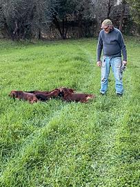 Dog sitter e pensione casalinga per cani